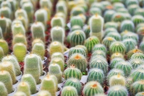 Premium Photo Miniature Cactus Pot Decorate In The Garden Various