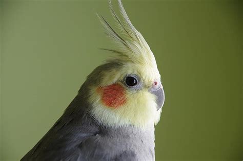 Cockatiel Bird Yellow Avian Crest Parrot Pikist