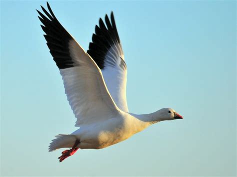 Rosss Goose Flying Bird · Free Photo On Pixabay