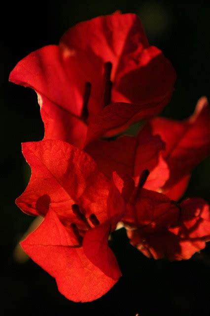 Red Bougainvillea Jeff Farmer Flickr