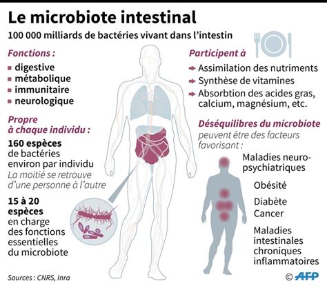 Limportance Du Microbiote Intestinal Nathure Et Sens