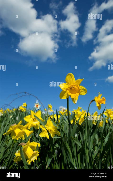 Daffodils With Clouds Stock Photo Alamy