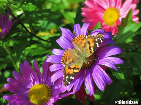 Top 5 Flowers That Attract Butterflies To The Garden Virily