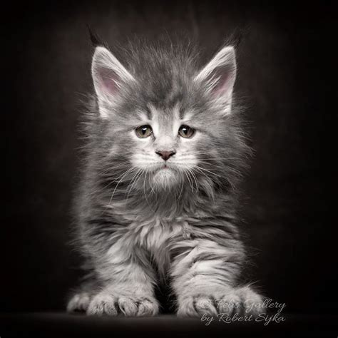 30 Majestic Pictures Of Maine Coon Cats By Robert Sijka