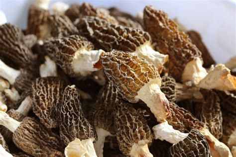 Morchella Esculenta Morel Morels Mushroom Dried Fresh Pure Natural