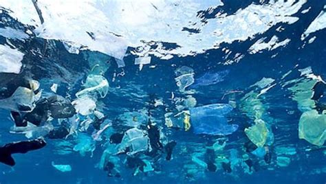 Más De 250000 Toneladas De Plástico Flotan En Nuestros Mares Hazte Eco
