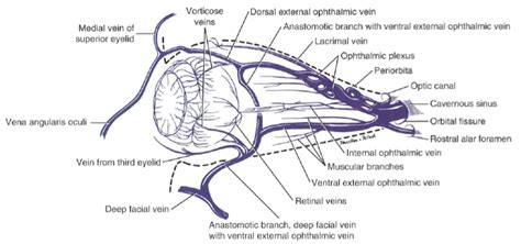 Eye Opener Anatomy Blood Supply To The Eye