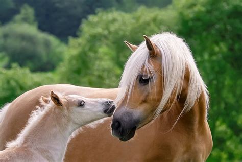 How To Breed A Pony Nz Horse And Pony