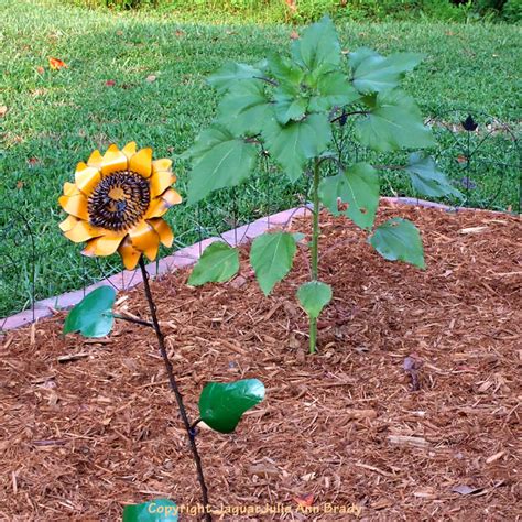 Julie Ann Brady Blog On The Last Sunflower Of Summer