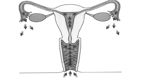 Womans Abdominal Cavity Inflated Like A Balloon During Oral Sex