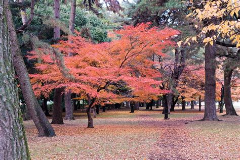 Jeffrey Friedls Blog Kyoto Fall Foliage Preview Kyoto Autumn Hd