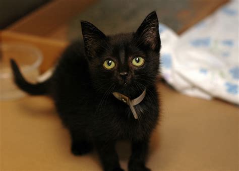 Trouvez les black kitten images et les photos d'actualités parfaites sur getty images. 15 Black cats pictures… (and meet my cat) | Kitty Bloger