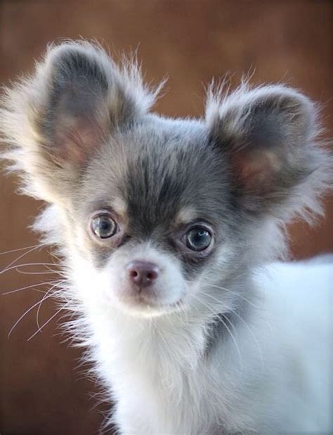 The chihuahua is a playful dog breed that ranges from bold to shy nature. Chihuahua Puppy Dog Dogs Puppies | Chihuahua puppies, Cute ...