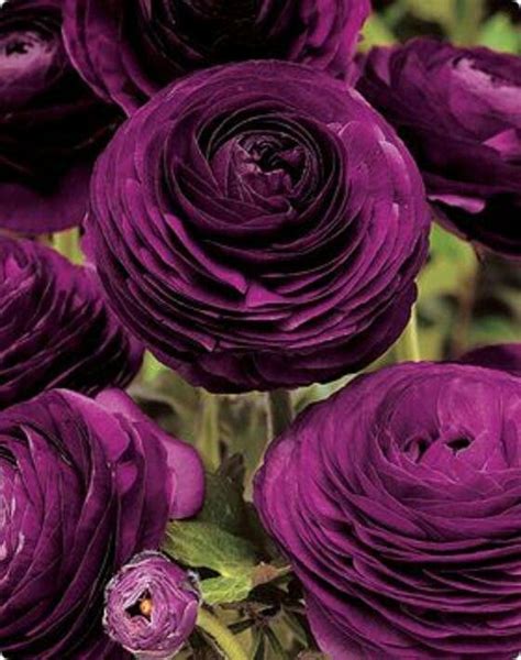 Check spelling or type a new query. eggplant ranunculus | Dark Purple Flowers | Pinterest ...