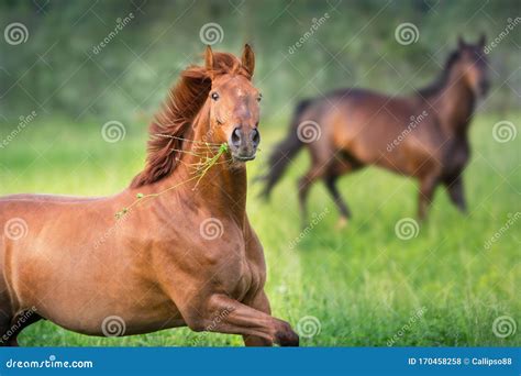 Red Horse In Motion Stock Photo Image Of Animals Action 170458258