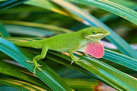 Lizard Reptile Animal Free Photo On Pixabay Pixabay
