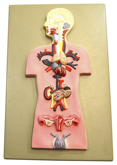 EISCO Human Endocrine System Model