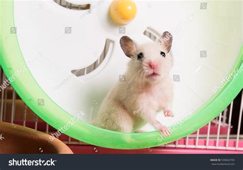 Syrian Hamster Staring Camera Right Foot Stock Photo