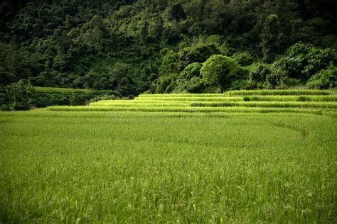 Rice Farm In Valley Stock Image Image Of Plant Tropical 60889299