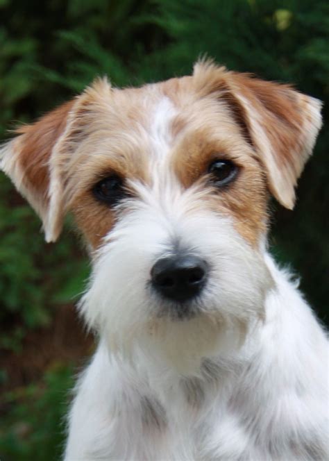 Zara Hair Wire Haired Jack Russell Terrier Long Haircut