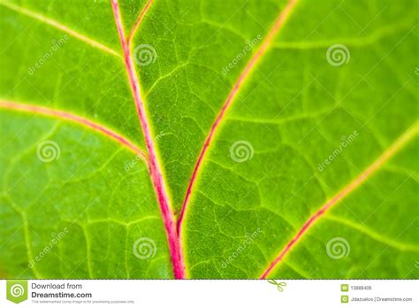 Green Leaf Veins Details Royalty Free Stock Image Image