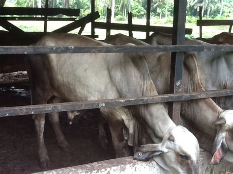 Jual beli sapi limosin online terlengkap, aman & nyaman di tokopedia. ANF GLOBAL FARM ENTERPRISE: lembu brahman untuk dijual