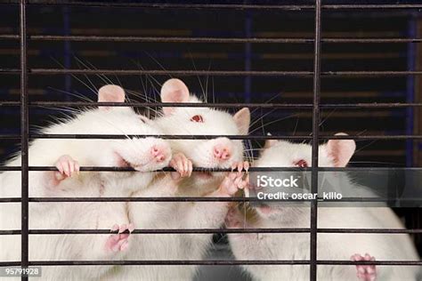 Tikus Putih Foto Stok Unduh Gambar Sekarang Tikus Hewan Pengerat