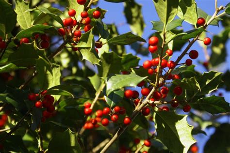 Types Of Evergreen Trees With Red Berries Hunker