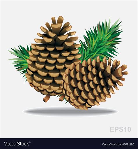 Pine Cones With Pine Needles Royalty Free Vector Image