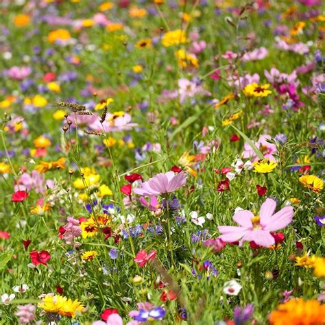 Spring Into Summer Seasonal Wildflower Seed Mix American Meadows