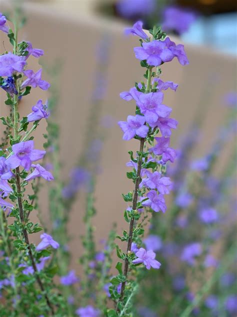Growing zucchini plants can be quite rewarding. This low-water-use plant can be very fragrant! Can you ...
