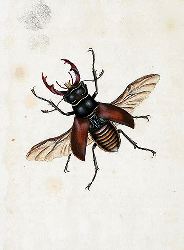 Vinilo Ilustración Insecto E Donovan Tenvinilo