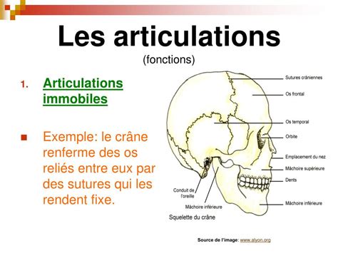 Ppt Les Articulations Lunion Des Os Powerpoint Presentation Free