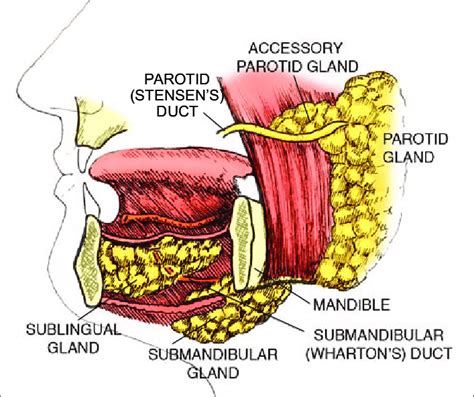 Salivary Gland Histology Parotid Submandibular And Sublingual Glands