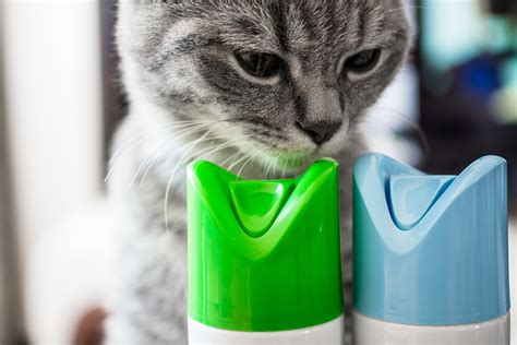 Cat Poisoning Symptoms What To Do If Your Cat Is Poisoned