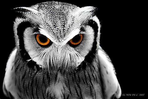 Buho Owls Bird Animals Animales Animaux Birds Owl Animal Animais