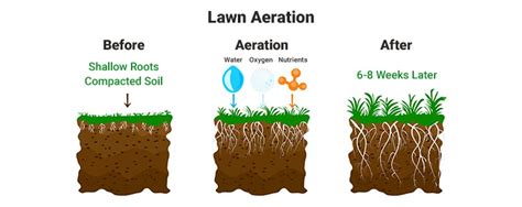 How To Aerate Your Lawn The Ultimate Lawn Aeration Guide