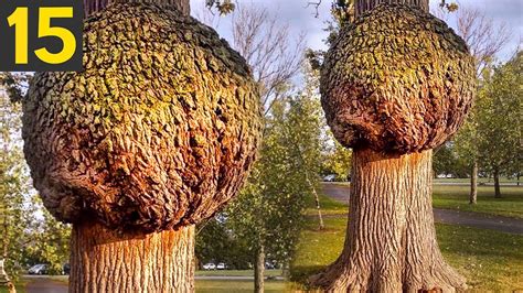 15 Most Unusual Trees In The World Youtube