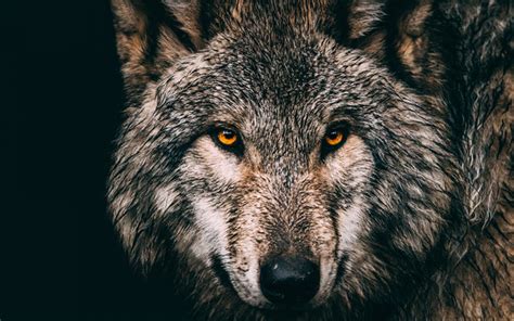 Download Wallpapers Gray Wolf Forest Animals Predators Wildlife