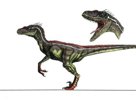 What Are All The Male Velociraptors Quora