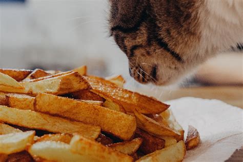 Can Cats Eat Potatoes Are They Safe For Your Cats