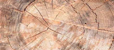Detail Of The Trunk Of An Old Tree Texture Stock Photo Image Of
