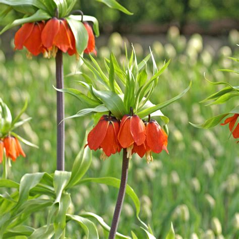 Fritillaria Crown Imperial Red Easy To Grow Bulbs