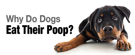 Why does your dog suddenly start eating poop? Just Food For Dogs - Why do Dogs Eat Their Poop?