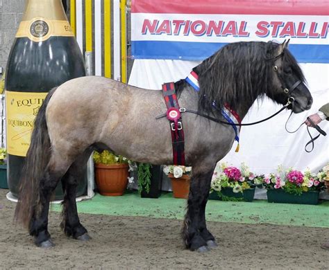 About The National Stallion Show