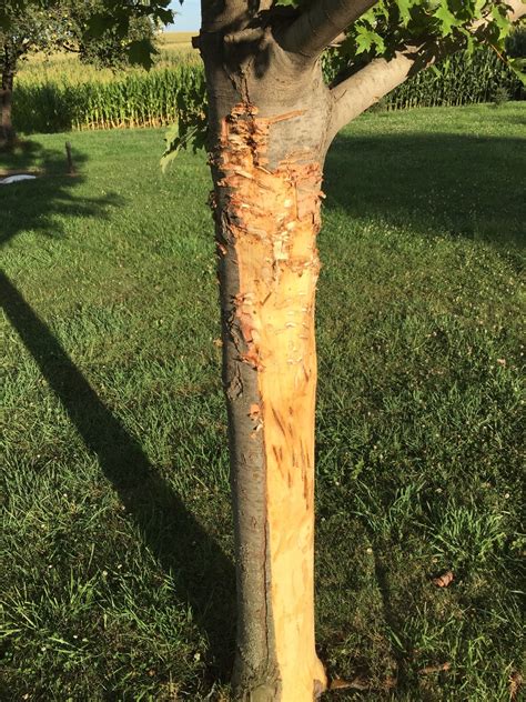 Maple Tree Bark Damage 351388 Ask Extension