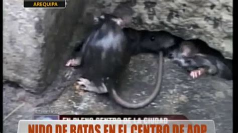 Nido De Ratas En El Centro De Arequipa Youtube