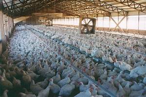 Pastured Or Free Range Vs Factory Chicken How Important Is It The