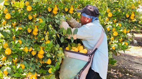 IncreÍble Cosecha De LimÓn Lemon Farming And Harvesting 🍋 Youtube