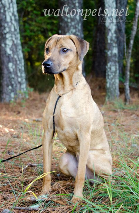 Black Mouthed Cur Dog Photography Blog William Wise Photography